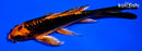 5.75" ORENJI MATSUBA BUTTERFLY