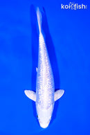 7.25" GINRIN PLATINUM OGON