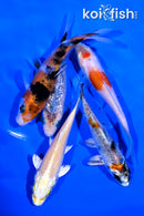 PACK OF (5) 4-4.25" STANDARD KOI