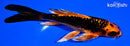 5.75" ORENJI MATSUBA BUTTERFLY