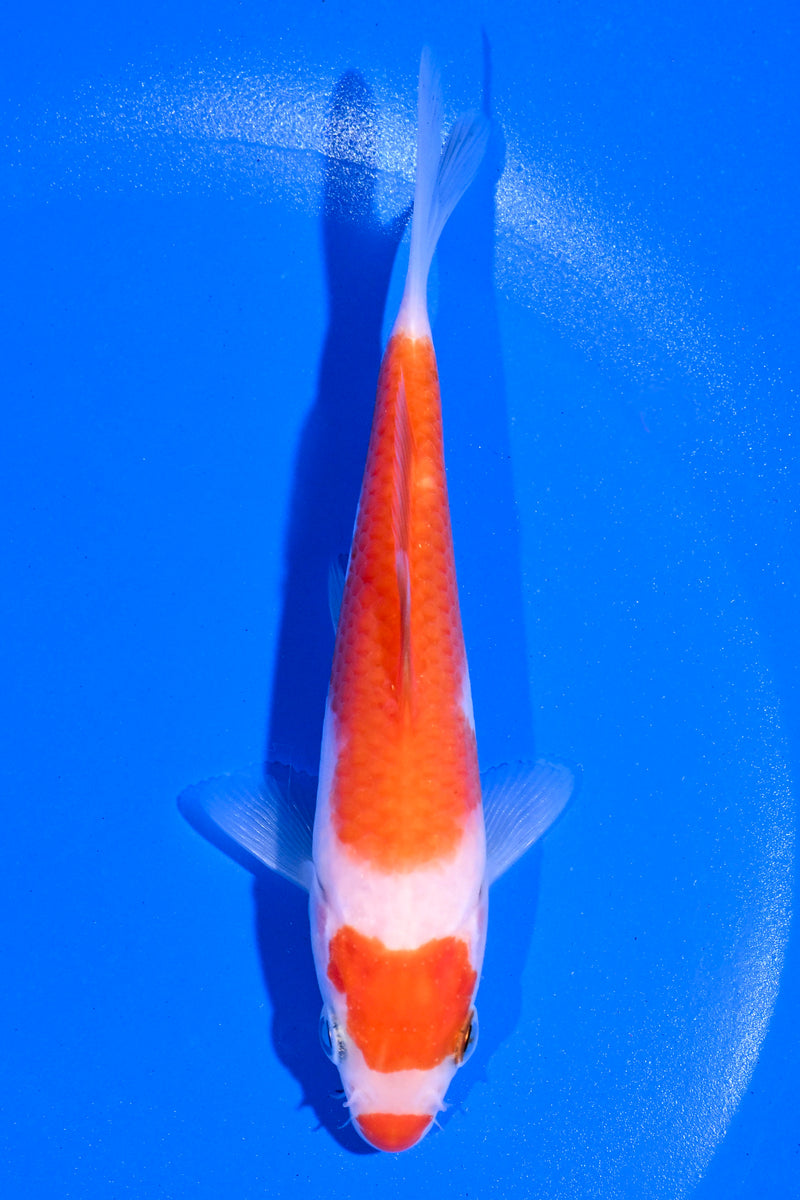 5" SANDAN KOHAKU