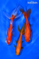 PACK OF (3) 4.25-5" WAKIN GOLDFISH
