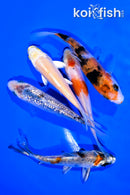 PACK OF (5) 4-4.25" STANDARD KOI