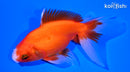 5" ORANDA GOLDFISH