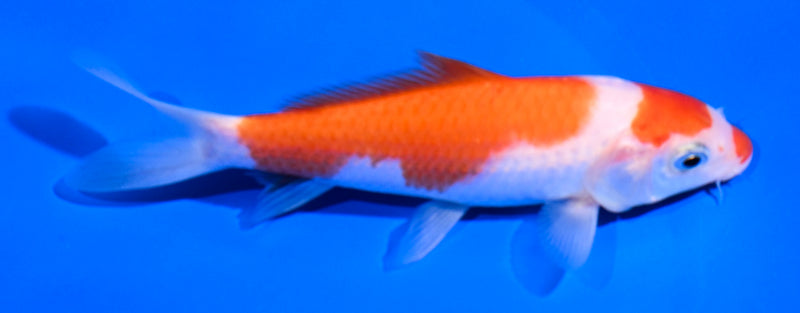 5" SANDAN KOHAKU
