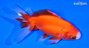 5" ORANDA GOLDFISH