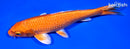 7" ORENJI OGON