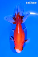 5" ORANDA GOLDFISH