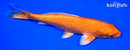 7" ORENJI OGON