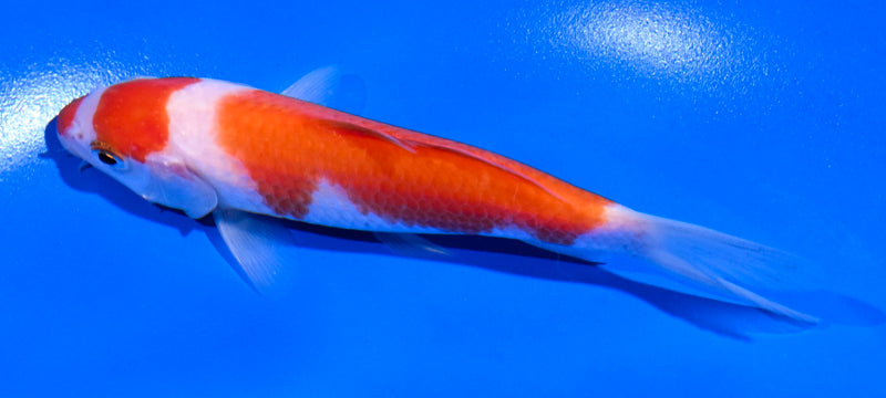 5" SANDAN KOHAKU