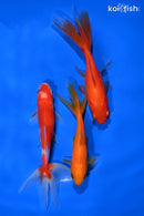 PACK OF (3) 4.25-5" WAKIN GOLDFISH