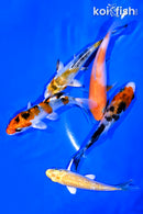 PACK OF (5) 3.75-4.5" STANDARD KOI