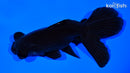 4.75" TELESCOPE FANTAIL GOLDFISH
