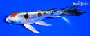 5.5" ARAGOKE HEISEI NISHIKI BUTTERFLY