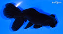 4.75" TELESCOPE FANTAIL GOLDFISH