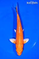 7" ORENJI OGON