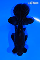 4.75" TELESCOPE FANTAIL GOLDFISH