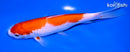7" KOHAKU