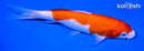 7" KOHAKU