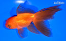 5.5" ORANDA GOLDFISH