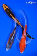 PACK OF (3) 5.5-7.5" IMPERFECT KOI PACK