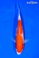 7" KOHAKU