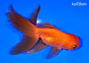 5.5" ORANDA GOLDFISH