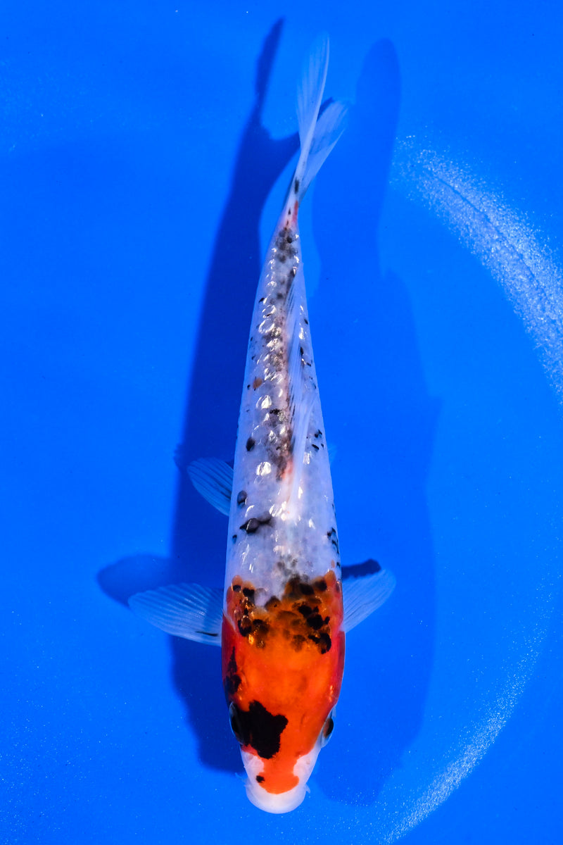 5.5" GINRIN SANKE