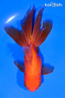 5.5" ORANDA GOLDFISH