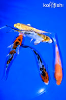 PACK OF (5) 3.75-4.5" STANDARD KOI