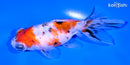 4.75" CALICO TELESCOPE FANTAIL GOLDFISH