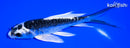 5.75" ARAGOKE KIKOKURYU BUTTERFLY