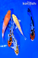 PACK OF (5) 3.75-4.5" STANDARD KOI