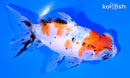 4.75" CALICO TELESCOPE FANTAIL GOLDFISH