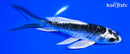 5.75" ARAGOKE KIKOKURYU BUTTERFLY