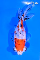 4.75" CALICO TELESCOPE FANTAIL GOLDFISH
