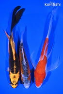PACK OF (3) 5.5-7.5" IMPERFECT KOI PACK