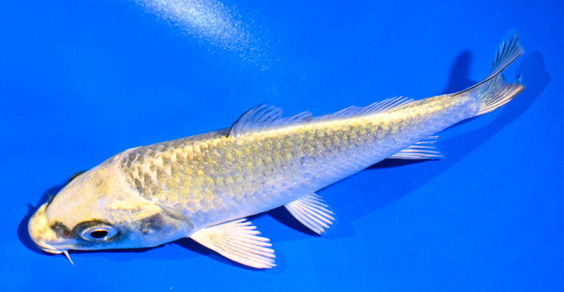 4.5" KI MATSUBA