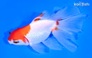 5" ORANDA GOLDFISH