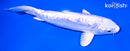 6.5" GINRIN DOITSU PLATINUM OGON