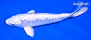 6.5" GINRIN DOITSU PLATINUM OGON