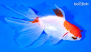 5" ORANDA GOLDFISH