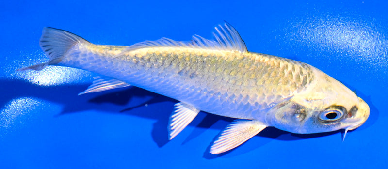 4.5" KI MATSUBA