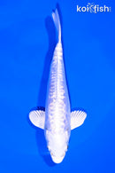 6.5" GINRIN DOITSU PLATINUM OGON