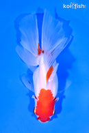 5" ORANDA GOLDFISH