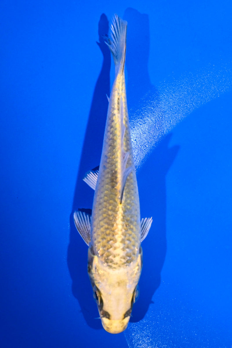 4.5" KI MATSUBA
