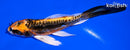 5.5" ARAGOKE BENI KIKOKURYU BUTTERFLY