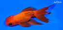 5.25" ORANDA GOLDFISH