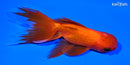 5.25" ORANDA GOLDFISH