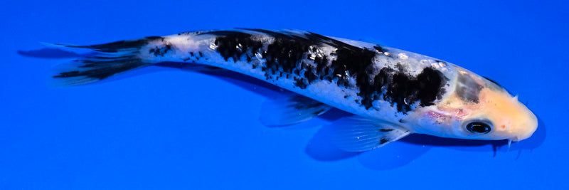 5" GINRIN MATSUKAWABAKE
